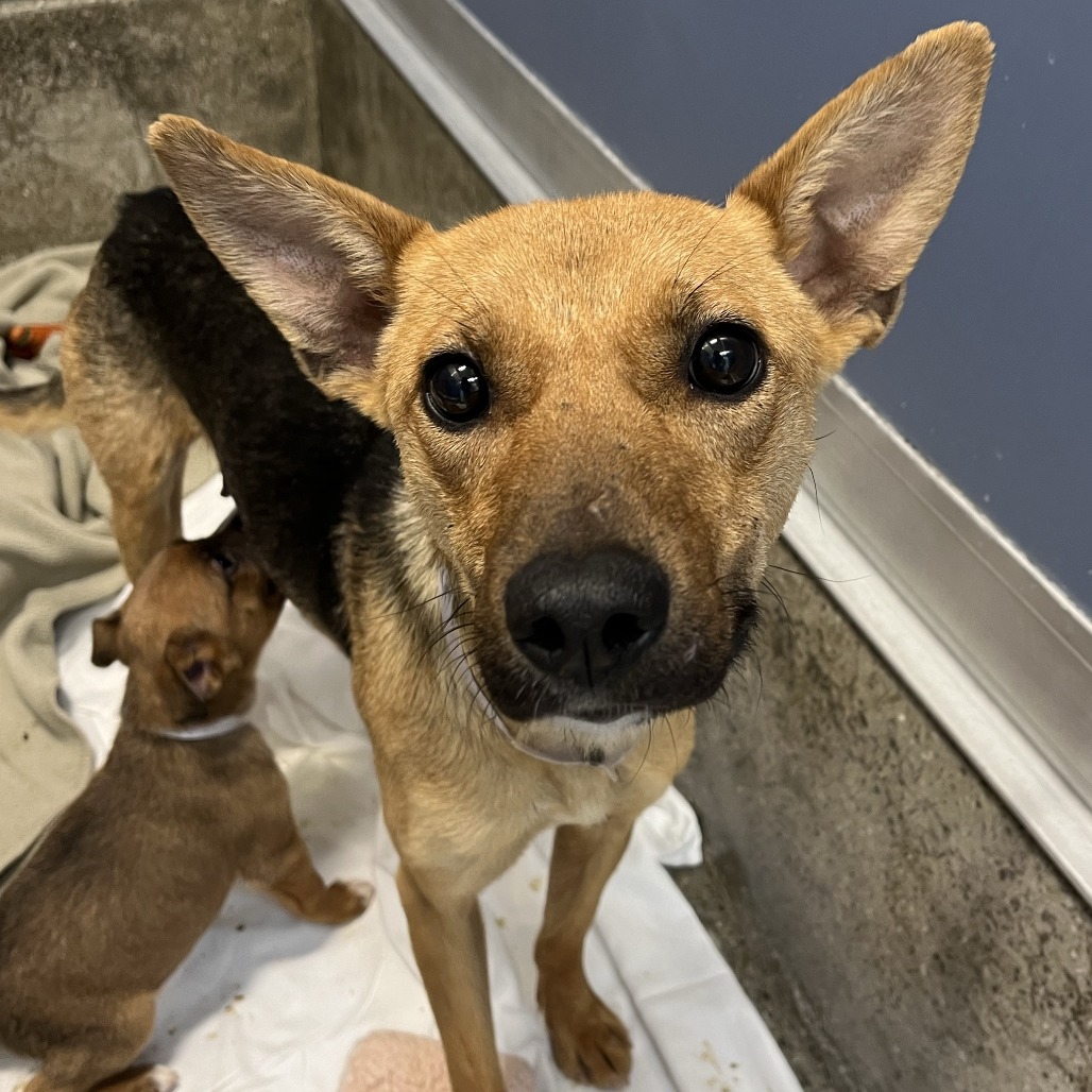 Ursula - Kelpie, Australian/Mix