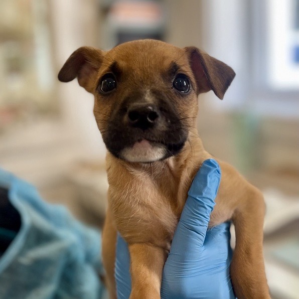 Ulysses - Kelpie, Australian/Mix