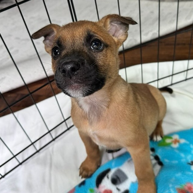 Uma - Kelpie, Australian/Mix