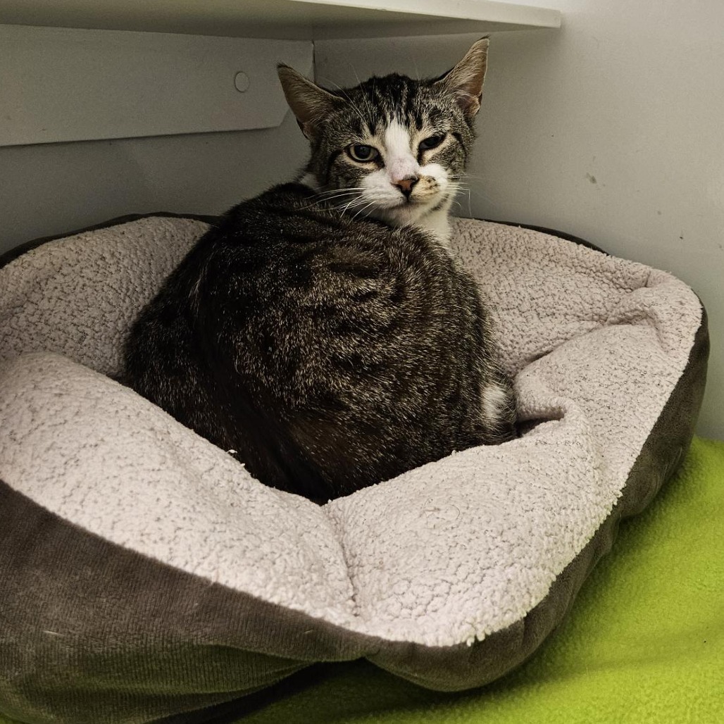 Peahi - Domestic Shorthair