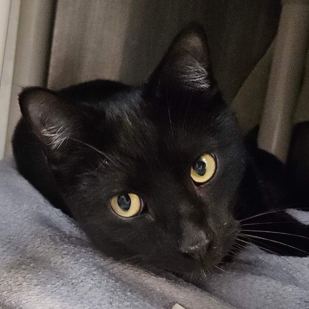 Ace - Domestic Shorthair