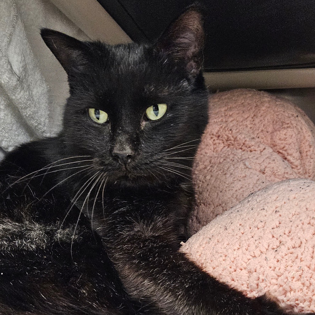 Winston - Domestic Shorthair