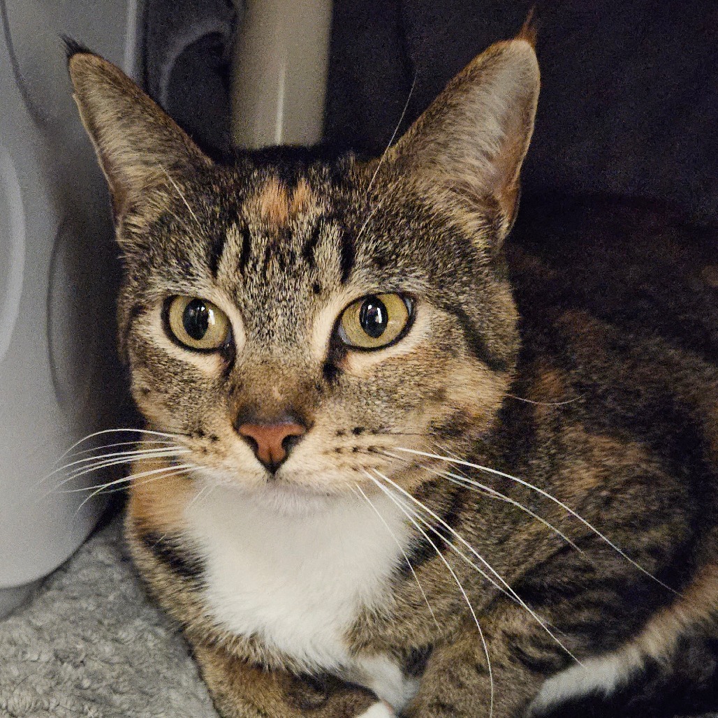 Astra - Domestic Shorthair