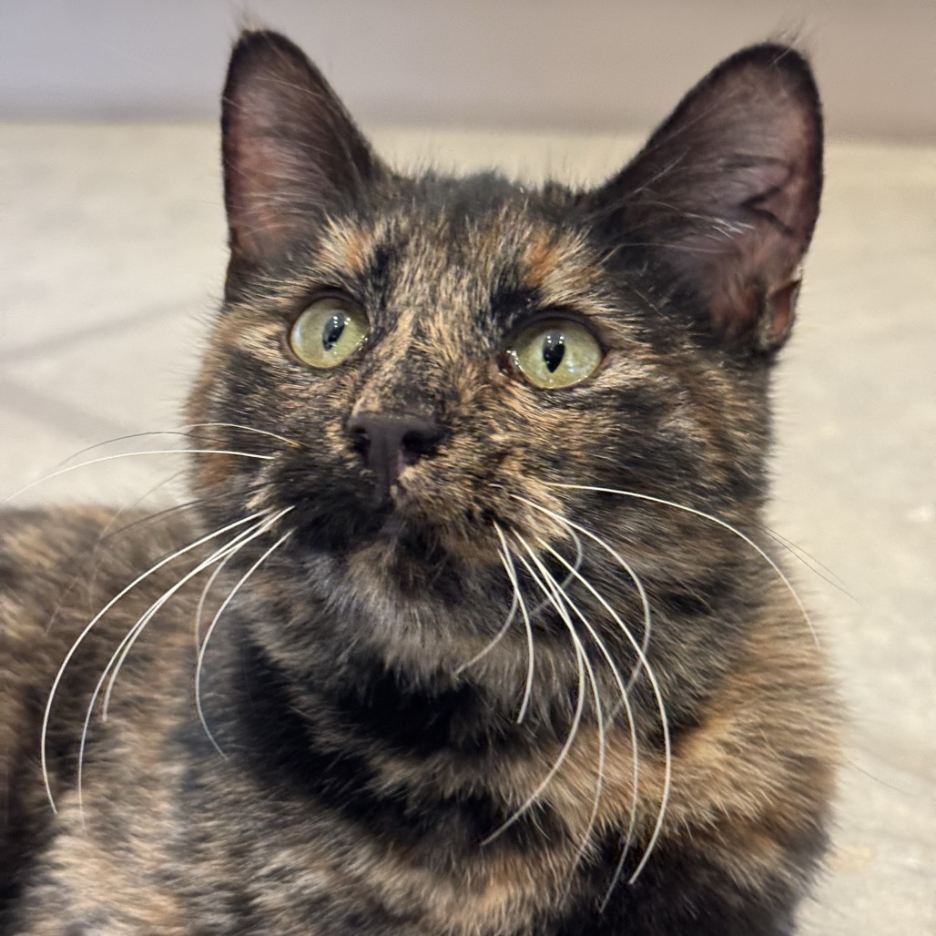 Freyza - Domestic Shorthair