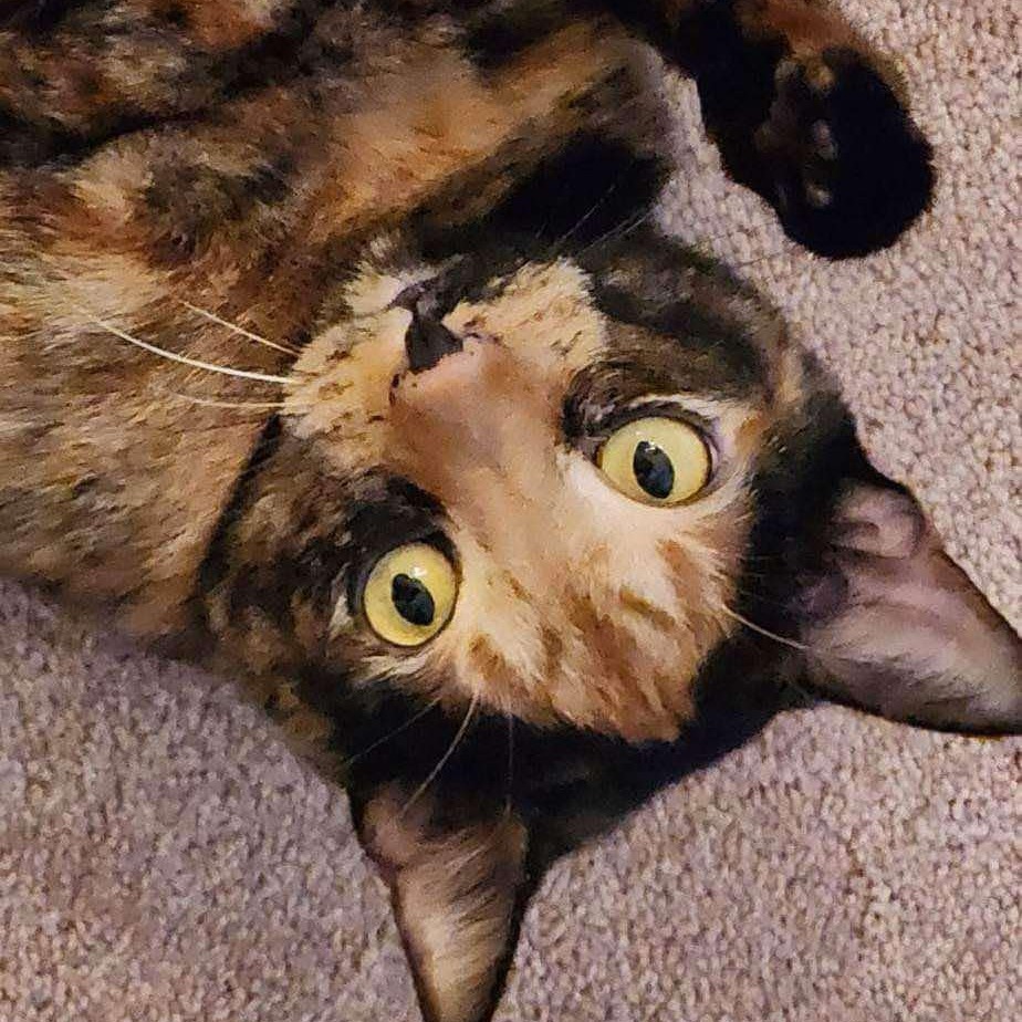 BB - Domestic Shorthair