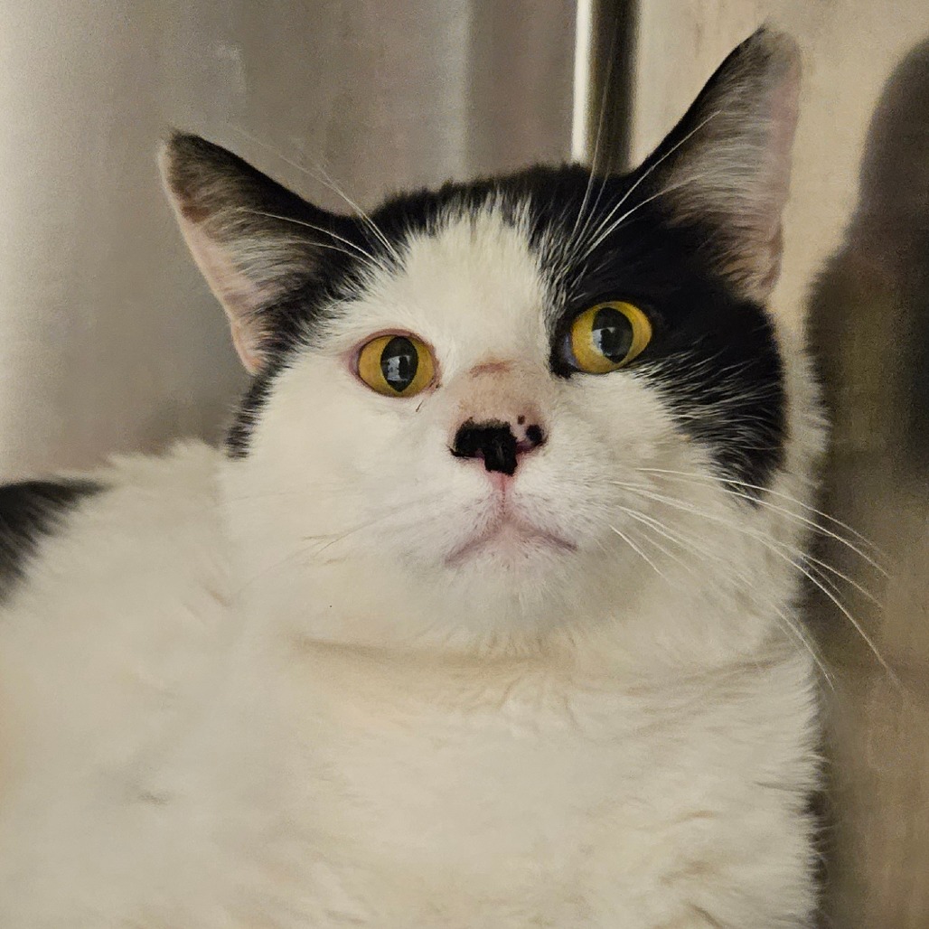 Cricket - Domestic Shorthair
