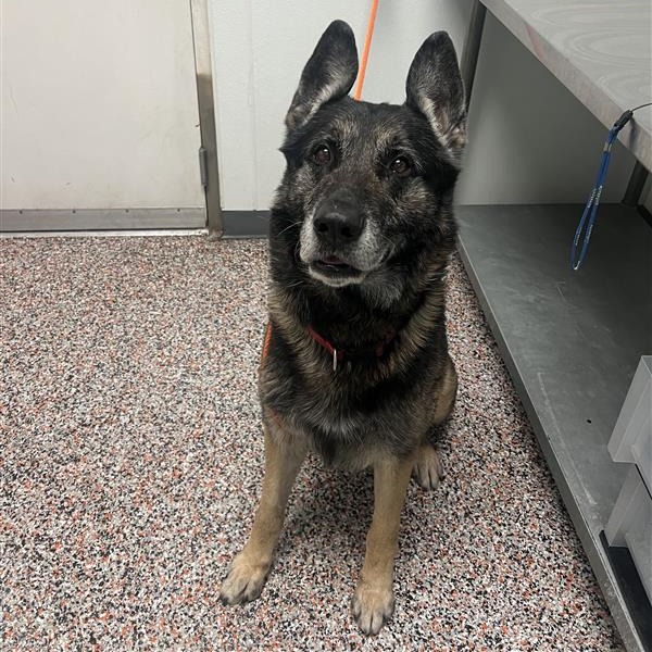 Gibby - Mixed Breed (Large)/Shepherd, German