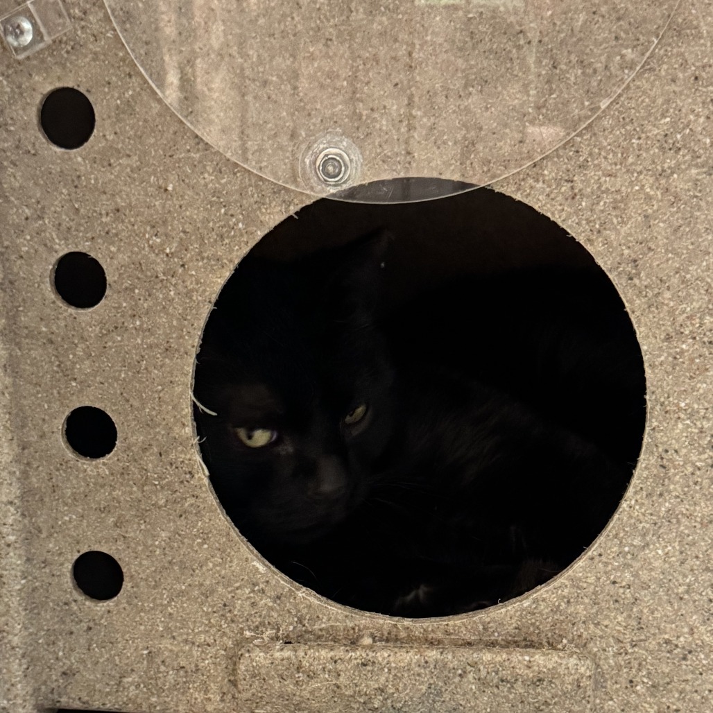 Weird Al - Domestic Shorthair