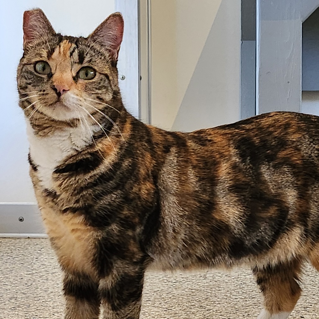 Drew - Domestic Shorthair