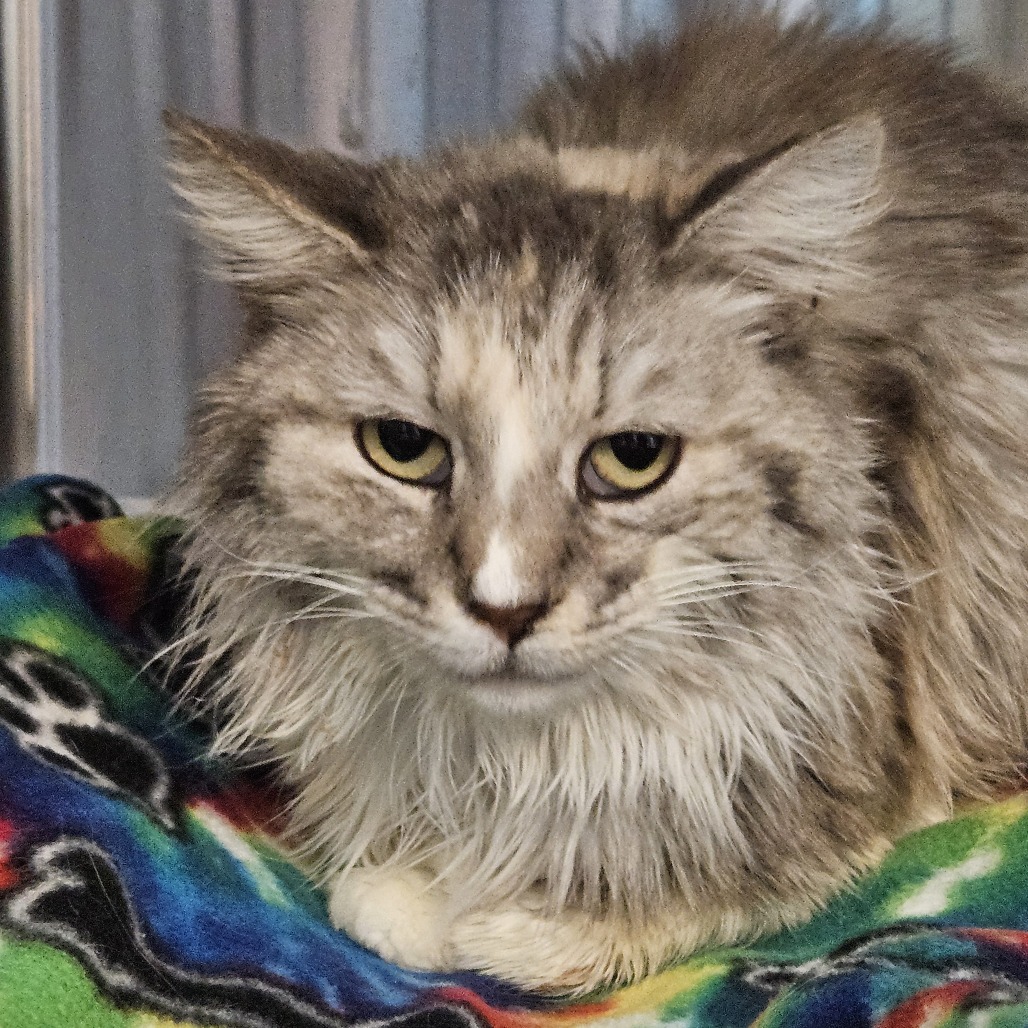 Alora - Domestic Longhair