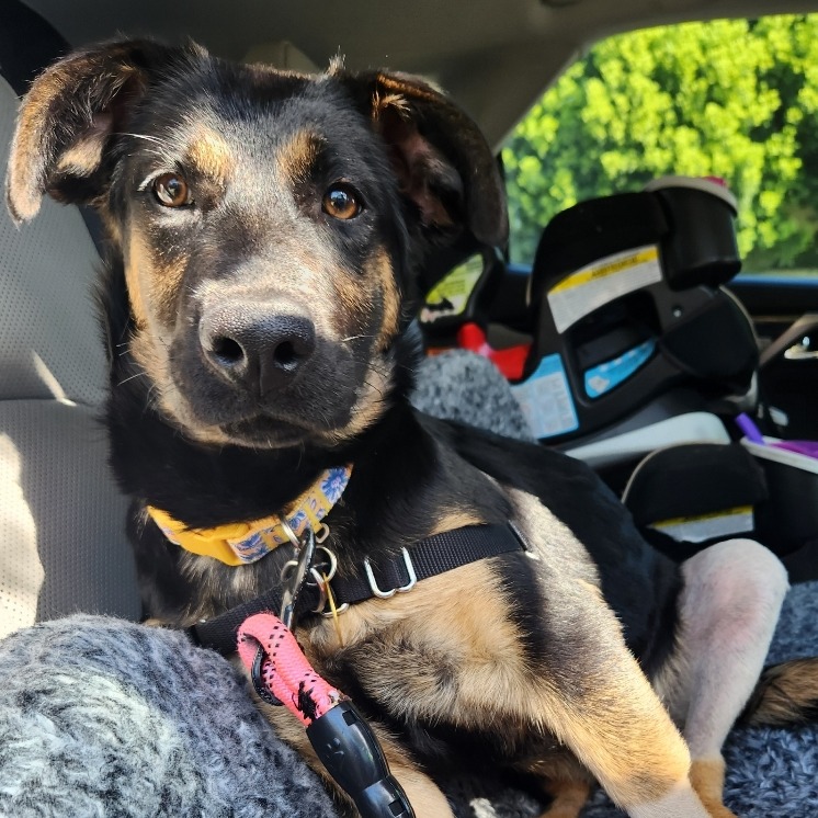 Bette Midler - Shepherd, German/Mix