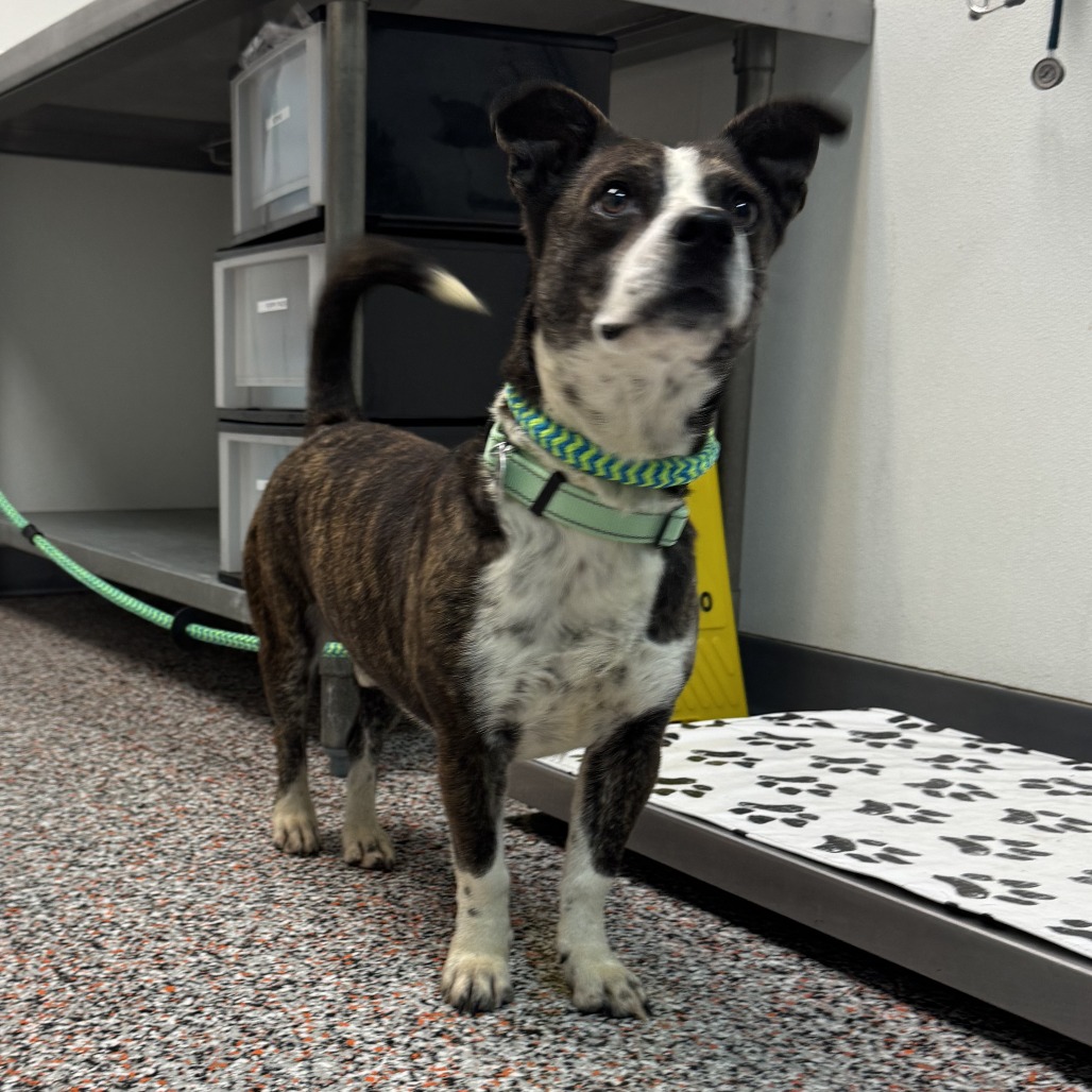 Steven - Mixed Breed (Medium)/Terrier