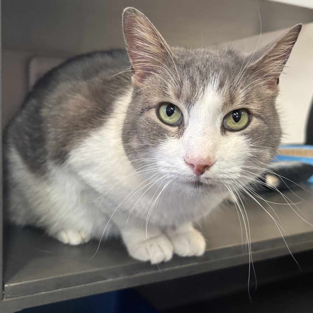 Stella Bella - Domestic Shorthair