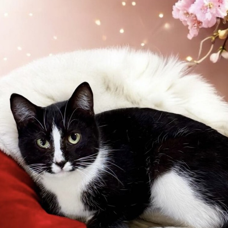Boots - Domestic Shorthair
