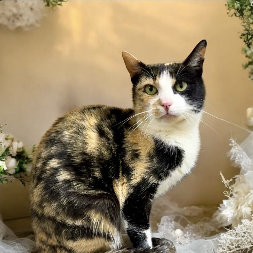 Butters - Domestic Shorthair