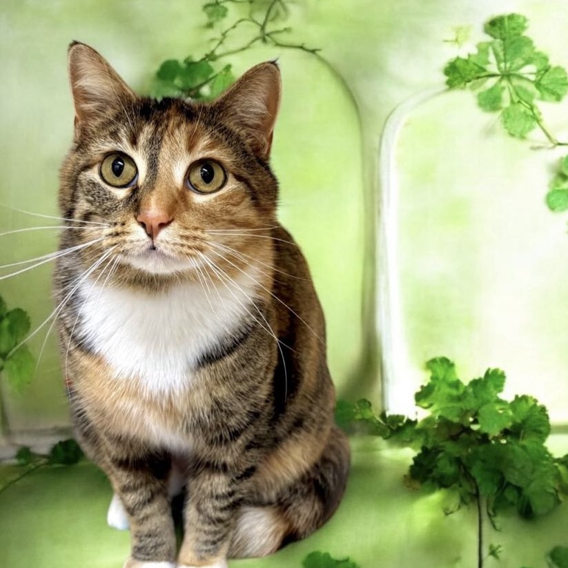 Cinnamon - Domestic Shorthair