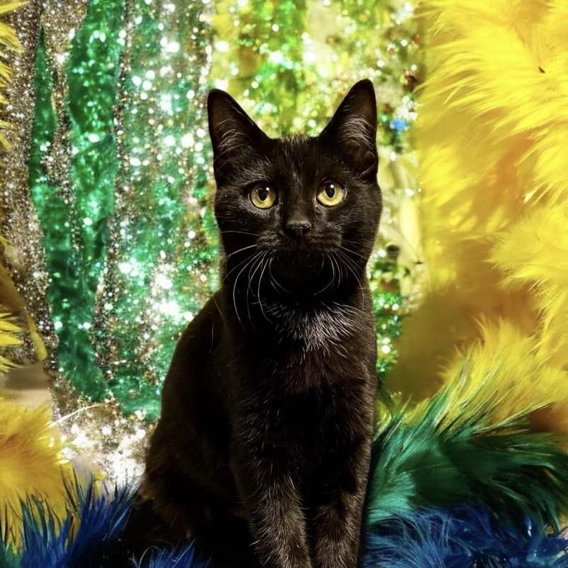 Dido - Domestic Shorthair