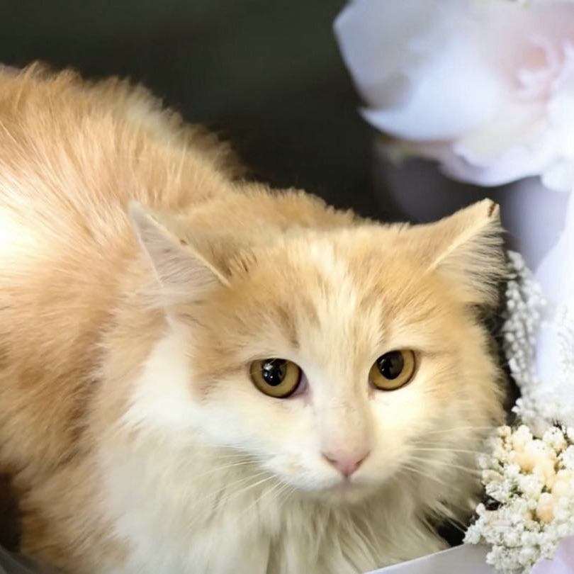 Ginger - Domestic Shorthair