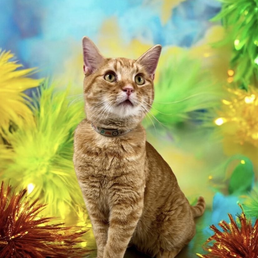 John - Domestic Shorthair