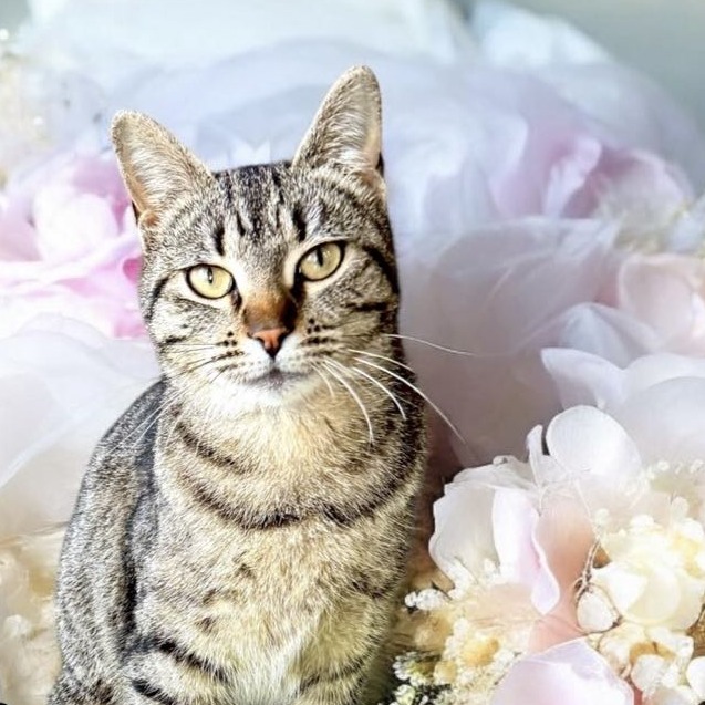 Little Lady - Domestic Shorthair