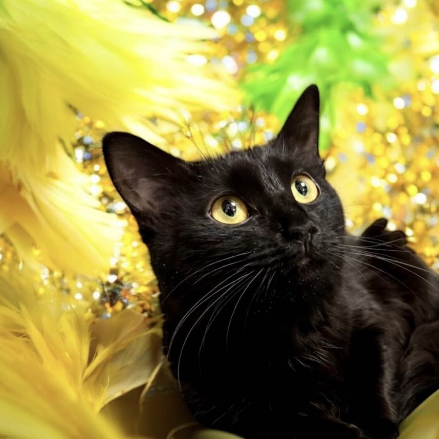 Midnight - Domestic Shorthair
