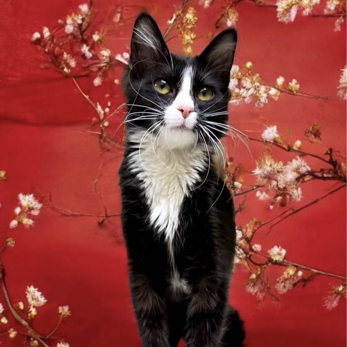 Minnie - Domestic Shorthair