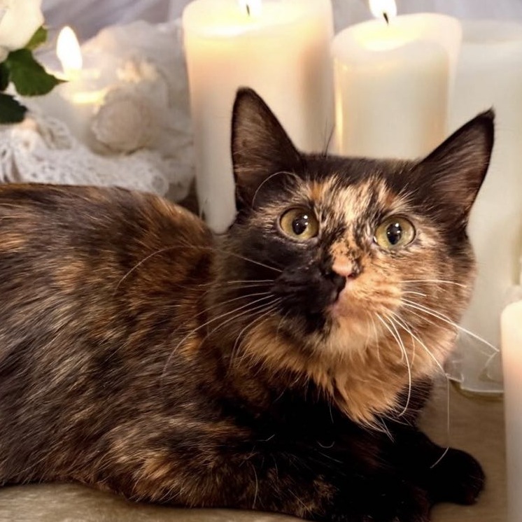 Patches - Domestic Shorthair