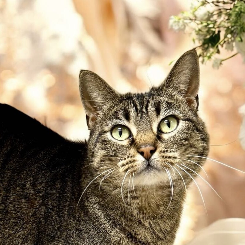 Poppy - Domestic Shorthair