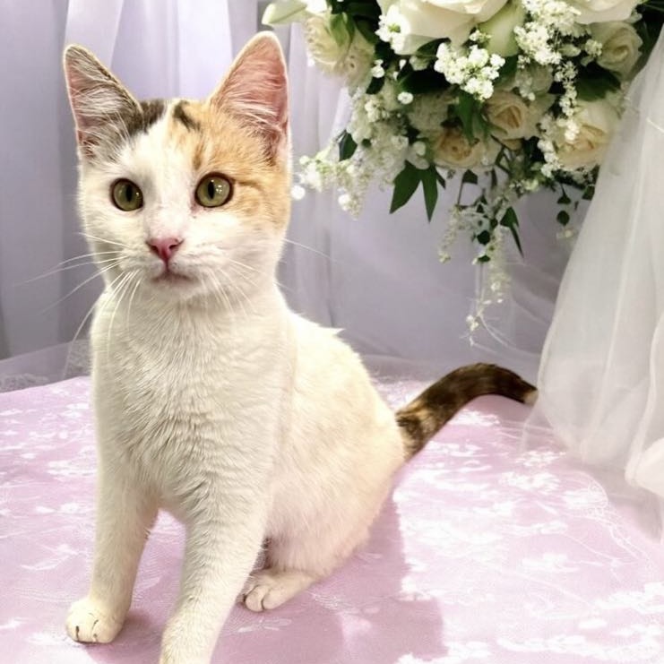Snowflake - Domestic Shorthair