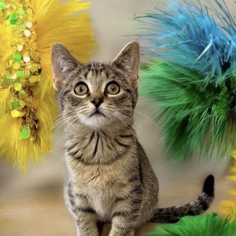 Dominic - Domestic Shorthair