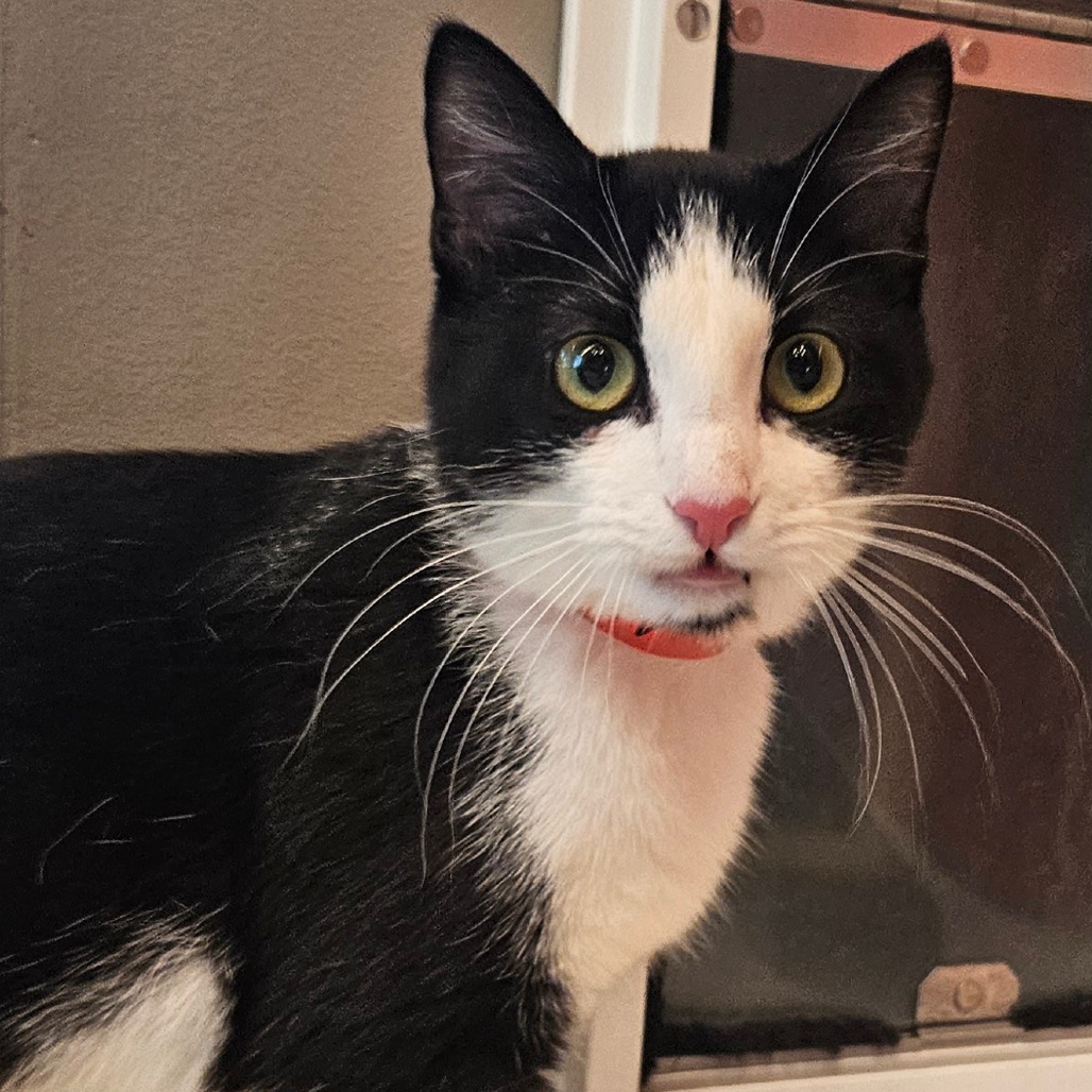 Athena - Domestic Shorthair