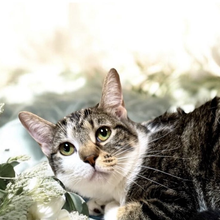 Heidi - Domestic Shorthair