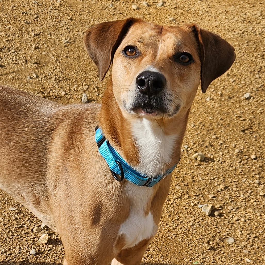 Dave - Mixed Breed (Medium)