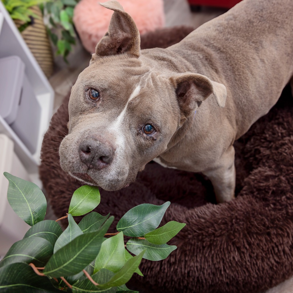 Diogi - Terrier, American Staffordshire/Mix