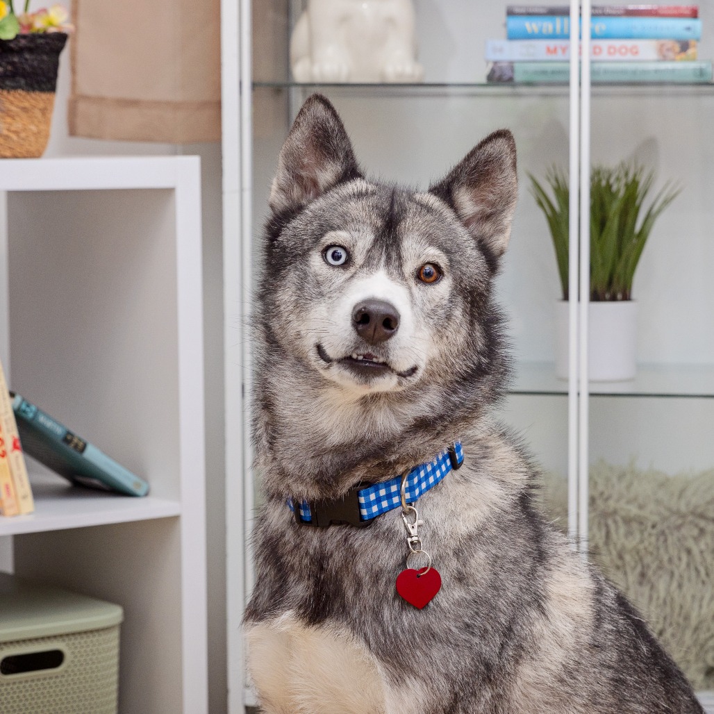 Eve - Husky/Mix