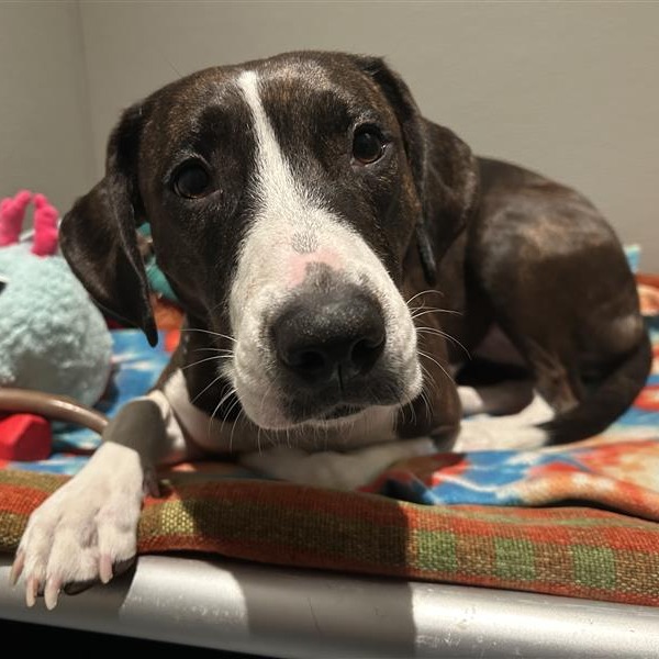 Daphne - Mixed Breed (Large)