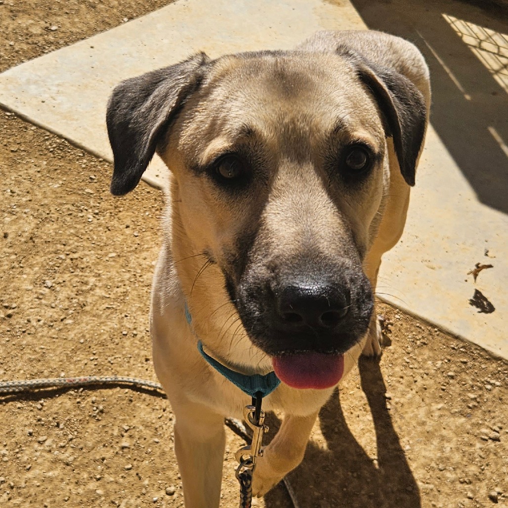 Pearl - Shepherd/Mix