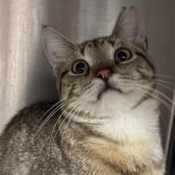 Ferris Bueller - Domestic Shorthair