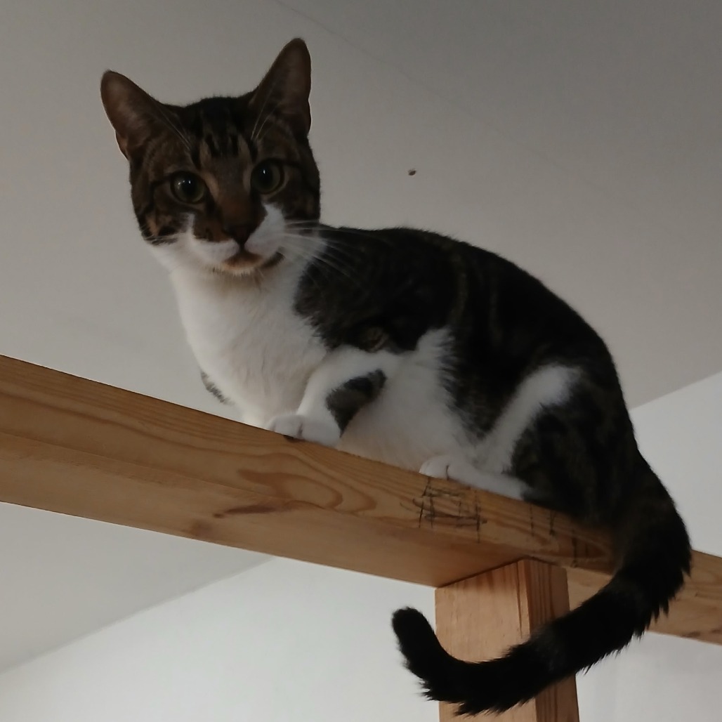 Turbo - Domestic Shorthair