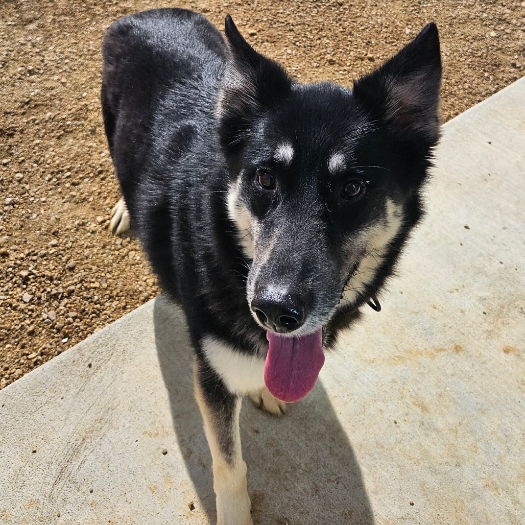 Mabel - Husky/Mix