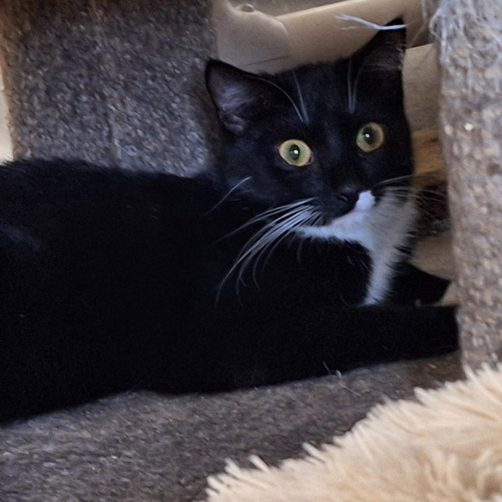 Velma - Domestic Shorthair