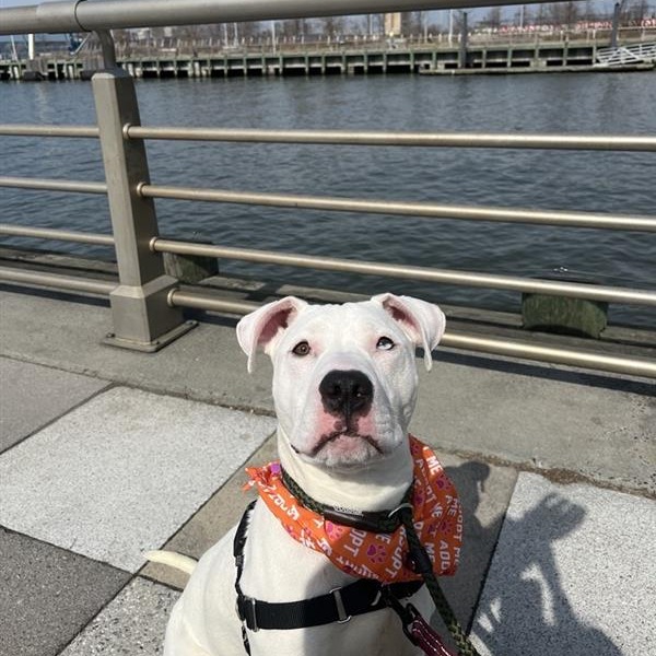 Pastelito - Mixed Breed (Medium)