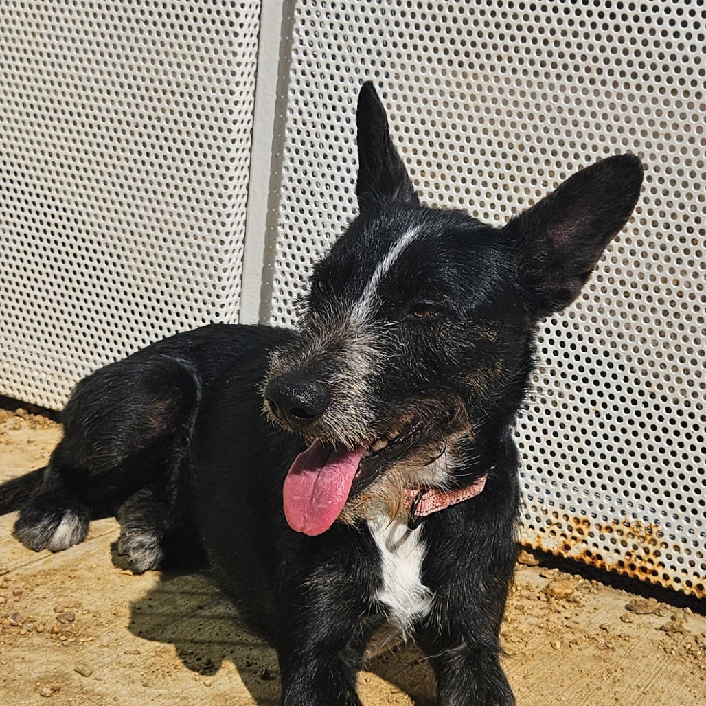 Gorgonzola - Terrier/Mix