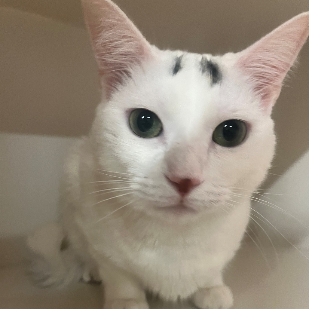 Michelle - Domestic Shorthair