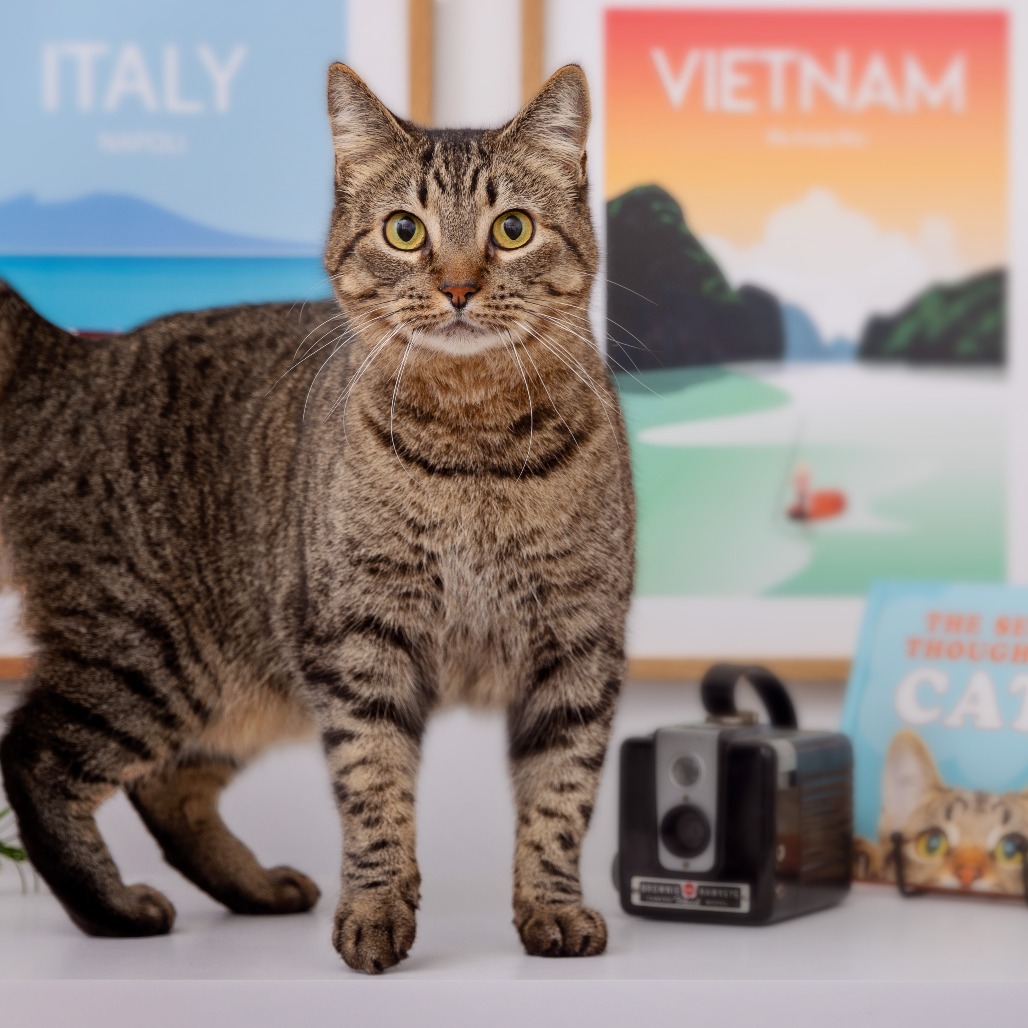 Ramona Flowers - Domestic Shorthair