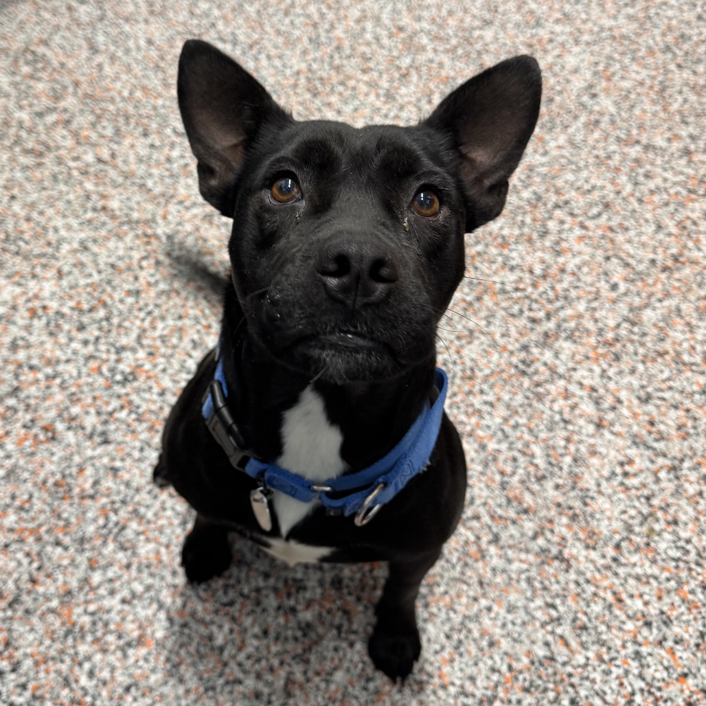 Tabitha - Mixed Breed (Medium)/Terrier, American Pit Bull