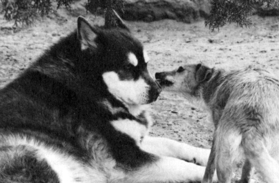 Dogs Amra and Rhonda