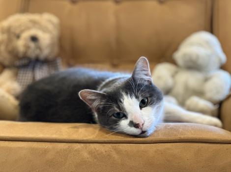 Buddy the cat lying on a chair with stuffed animals behind him