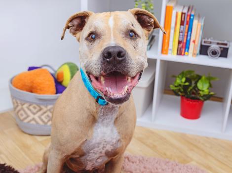 Smiling tan and white dog in a home setting