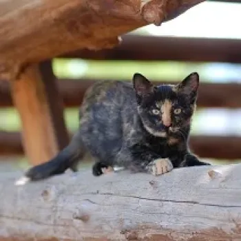 Cat outdoors on a fence